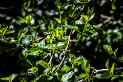 Erythrococca berberidea