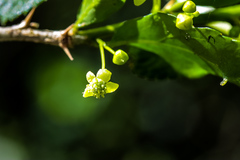 Erythrococca berberidea