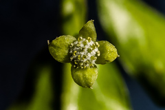 Erythrococca berberidea