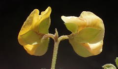 Argyrolobium tomentosum