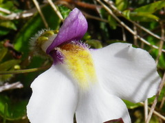 Mazus radicans