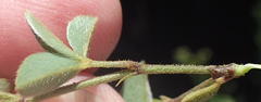 Argyrolobium tomentosum