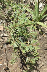 Argyrolobium tomentosum