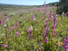 Ixia scillaris scillaris