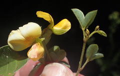 Argyrolobium tomentosum
