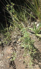 Argyrolobium tomentosum