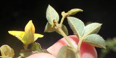Argyrolobium tomentosum