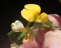 Argyrolobium tomentosum