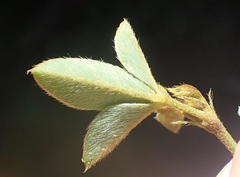 Argyrolobium tomentosum