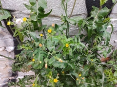 Sonchus oleraceus