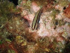 Gobius vittatus