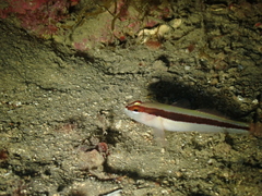 Gobius vittatus