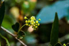 Putterlickia verrucosa