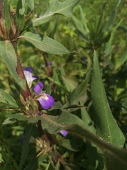 Hygrophila