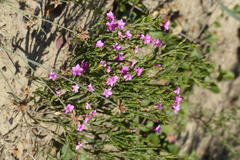 Acmadenia laxa