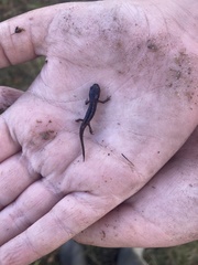 Ichthyosaura alpestris