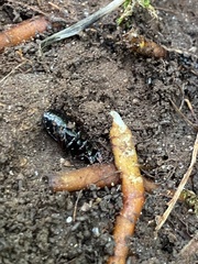 Pterostichus oblongopunctatus