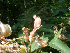 Aesculus × hybrida