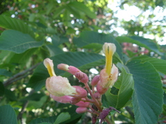 Aesculus × hybrida
