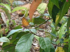 Phalanta phalantha phalantha