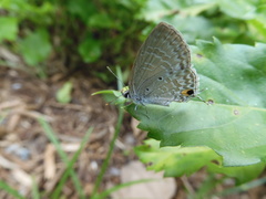 Catochrysops panormus exiguus