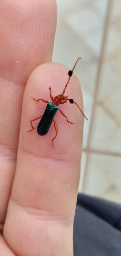 Compsoceridius