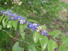 Memecylon pauciflorum