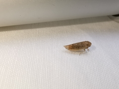 Thamnotettix dilutior