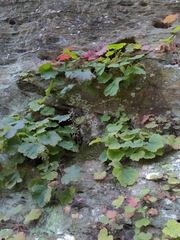 Heuchera parviflora