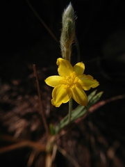 Hypoxis rigidula