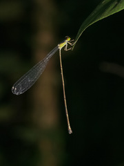Pericnemis stictica