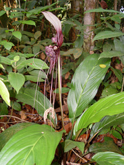 Tacca cristata
