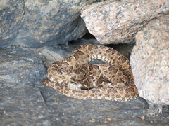 Bothrops erythromelas
