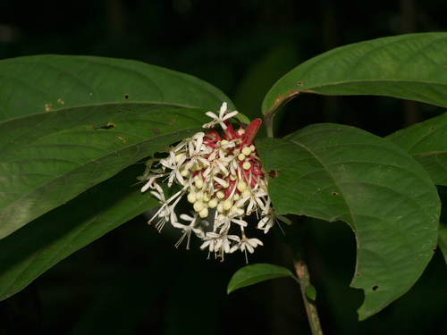 Clerodendrum deflexum (Clerodendrum deflexum)