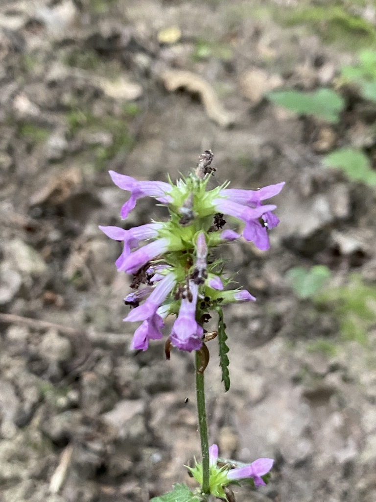 Betonica officinalis, 27120 Pacy-sur-Eure, France