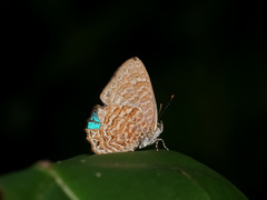 Poritia sumatrae