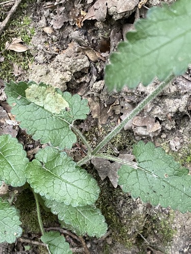 Betonica officinalis