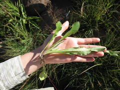Alepidea woodii