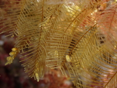 Aglaophenia pluma