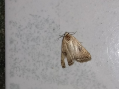 Micrathetis triplex