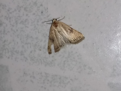 Micrathetis triplex