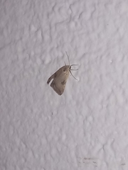Micrathetis triplex