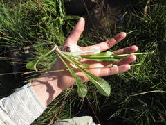 Alepidea woodii