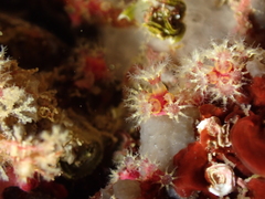Alcyonium coralloides