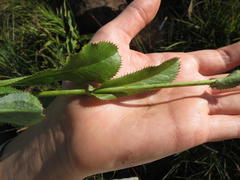 Alepidea woodii