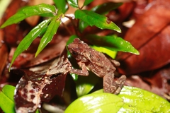 Ingerophrynus divergens
