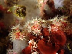 Alcyonium coralloides