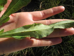 Alepidea woodii