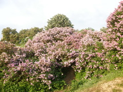 Syringa chinensis