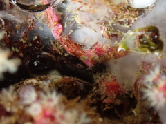 Alcyonium coralloides